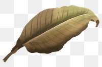 PNG Autumn brown leaf, transparent background