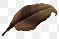 Autumn leaf png vintage brown, transparent background