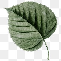 Vintage leaf png botanical, transparent background