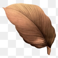 PNG vintage Autumn brown leaf, transparent background