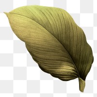 Autumn leaf png vintage, transparent background