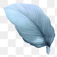 PNG vintage blue leaf, transparent background