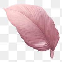 Autumn pink leaf png, transparent background