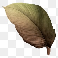 Autumn leaf png vintage, transparent background