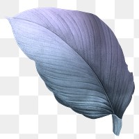 PNG vintage blue leaf, transparent background