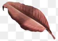 Red leaf png Autumn, transparent background