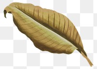 PNG Autumn brown leaf, transparent background