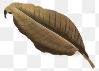 PNG Autumn brown leaf, transparent background