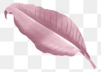 Autumn pink leaf png, transparent background