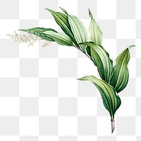 Vintage plant png Indian lily flower, transparent background