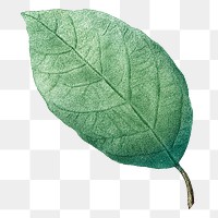 Vintage leaf png botanical, transparent background