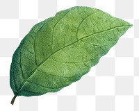 Vintage leaf png botanical, transparent background