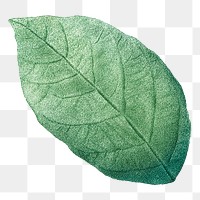 Vintage leaf png botanical, transparent background