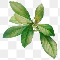 Vintage leaf png botanical, transparent background