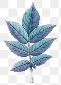 Blue leaf png vintage, transparent background