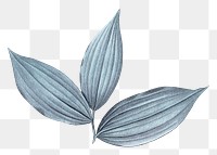 PNG vintage blue leaf, transparent background