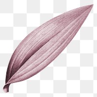 PNG pink Autumn leaf, transparent background