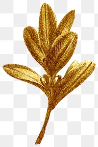 Gold leaf png Autumn, transparent background