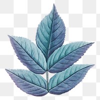 PNG vintage blue leaf, transparent background