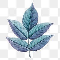 PNG vintage blue leaf, transparent background