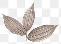 PNG vintage gray leaf, transparent background