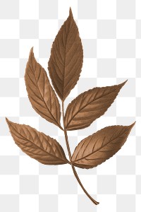 Autumn leaf png vintage brown, transparent background