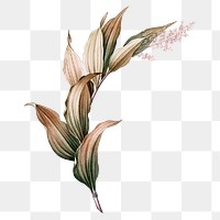 Vintage plant png Indian lily flower, transparent background