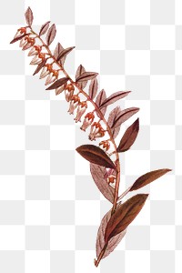 Red branch png Autumn plant, transparent background