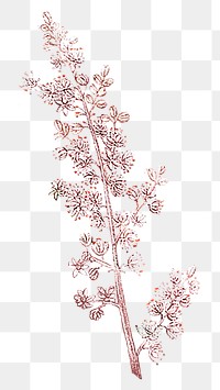 Pink plant png Indian lily flower, transparent background