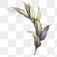 Vintage plant png Indian lily flower, transparent background