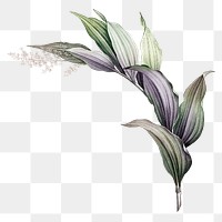 Vintage plant png Indian lily flower, transparent background