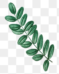 Vintage leaf png acacia, transparent background