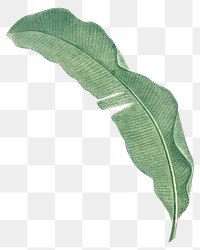 Banana leaf png tropical, transparent background