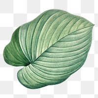 Vintage leaf png homalomena, transparent background