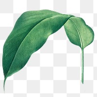 Tropical leaf png vintage heliconia, transparent background