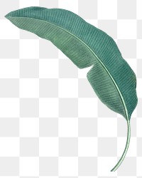 Banana leaf png tropical, transparent background