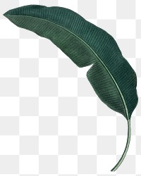 Banana leaf png tropical, transparent background