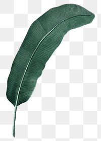 Banana leaf png tropical, transparent background