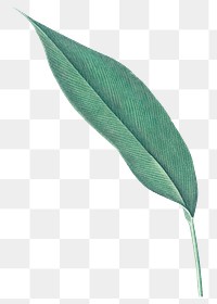 Tropical leaf png vintage heliconia, transparent background