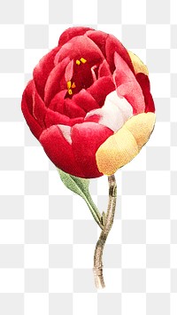 Blooming red rose png vintage flower, transparent background