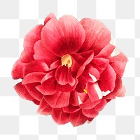 Blooming red rose png vintage flower, transparent background