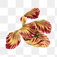 PNG yellow exotic flower, collage element, transparent background