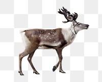 PNG Deer animal, transparent background