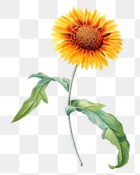 PNG blanket flower botanical, collage element, transparent background