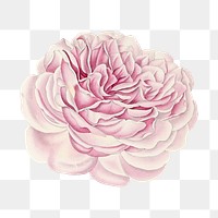 Hand drawn pink Chinese rose flower, collage element, transparent background