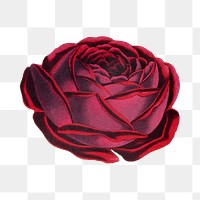 PNG hand drawn prince noir rose, collage element, transparent background