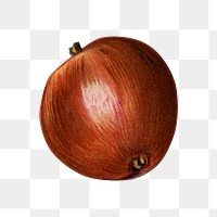 Apple png vintage illustration, fruit element on transparent background
