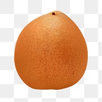 Png pear, transparent background