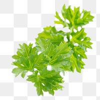 Parsley png image, vegetable on transparent background