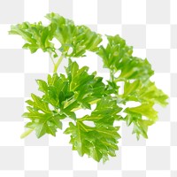Parsley png image on transparent background